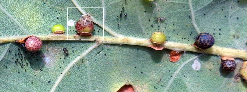 Tingidae: Corythucha arcuata su farnia, e galle di Neuroterus anthracinus, Hymenoptera